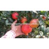 Pomegranates from India/Fresh Anar/Fresh Fruits!