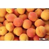 Apricots - www.agriprices.com - Visit Us For Free Samples