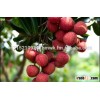FRESH LYCHEE WITH HIGH QUALITY AND REASONABLE PRICE