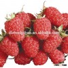 Iqf Raspberry (Grade A 2.5kg*4) frozen raspberry black raspberries juice