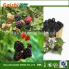 frozen blackberry/frozen fruit bulk organic fruit