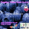 Frozen Blueberry, IQF Blueberry,Frozen Berries