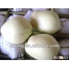 2013 crop fresh Su pear with best price