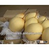 2013 crop fresh pear for sale from China