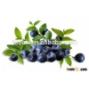 2015 NEW CROPS Chinese BLUEBERRIES