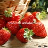 New crops strawberry