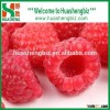High Quality Frozen Raspberry Fruit/Whole Frozen Raspberry