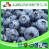 Frozen blueberry IQF Blueberry