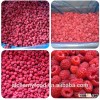 China supplier frozen raspberry