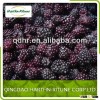 Good Quality Frozen Fruit IQF Blackberry