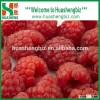 Wholesale Bulk Frozen Raspberries/Frozen Raspberries Price