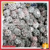 High Quality 15-25mm IQF Blackberry Fruit