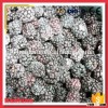 Wholesale IQF Blackberry in Frozen Type