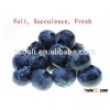IQF blueberries