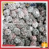 Fresh Freezing Type Organic Blackberry