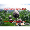 Violet artichokes from Market Egypt