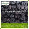 Bulk Packing IQF Blackberry