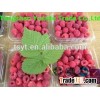 Wholesale Bulk Frozen Raspberry