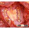 Thailand healthy dried Tomato