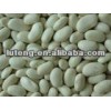 chinese high quality white kidney beans