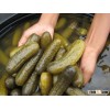 Gherkins in Salt Brine