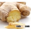 ORGANIC GINGER