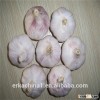 Best qaulity white press good price garlic