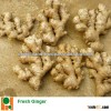 Fresh Thin Ginger