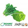 Hot sale 100% pure natural food grade Spinach Powder in bulk