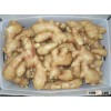 New crop of fresh ginger in bulk in China , professional suppliers, exporter