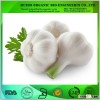 Dried garlic powder / dehydrated garlic powder with best price