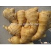 Chinese Fresh Ginger for Importers