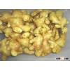 New crop of air dry ginger in bulk in China , professional suppliers, exporter