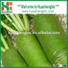 Fresh green radish for exporting