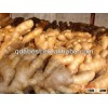 2014 China fresh crop big ginger