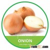 HIGH QUALITY FRESH ONION
