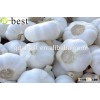 PURE WHITE FRESH GARLIC 5.5CM