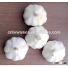 2016 chinese new garlic crop in mesh bag/carton