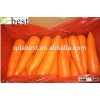 2015 New Crop Fresh Carrot