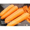 Best fresh Carrot in Viet Nam 2016