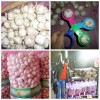 low chinese white garlic price(4.5cm,5cm,5.5cm,6cm)