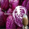 100% natrual good taste Vegetable extract Powder Purple Cabbage extract Powder
