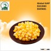 Convenient Snack Yellow Sweet Corn Kernels From Original Manufacturer Northeat Peasant Madame