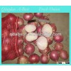 Fresh Red Onion for sale