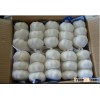 china salable pure and normal while garlic with latest price