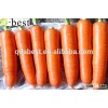 FRESH CARROT