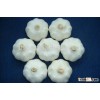 High Grade Fresh Chinese 3P Pure White Garlic