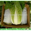 Crystal cabbage Chinese exporters /Major export southeast Asia, Japan, South Korea