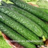 Import fresh fruits and vegetables importers