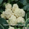 2015 Best Quality Frozen Cauliflower